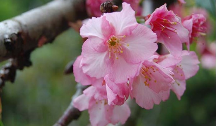 Enggak Perlu Jauh-jauh ke Jepang, Melihat Bunga Sakura Juga Bisa di Indonesia