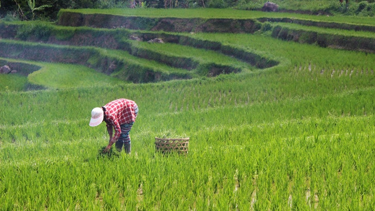 Guru Besar Unpad Usulkan Tingkatkan Produktivitas Lahan Marginal dengan Bakteri