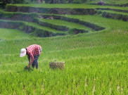 Guru Besar Unpad Usulkan Tingkatkan Produktivitas Lahan Marginal dengan Bakteri
