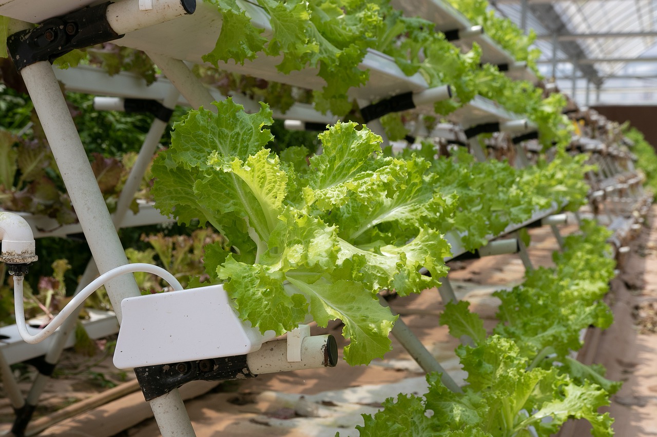 Berkebun hidroponik. Foto: pixabay/marsraw