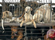 Pasar Jaya Ancam Tutup Lapak Pedagang Daging Anjing di Pasar Senen