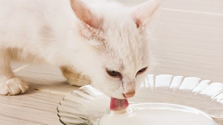 kucing