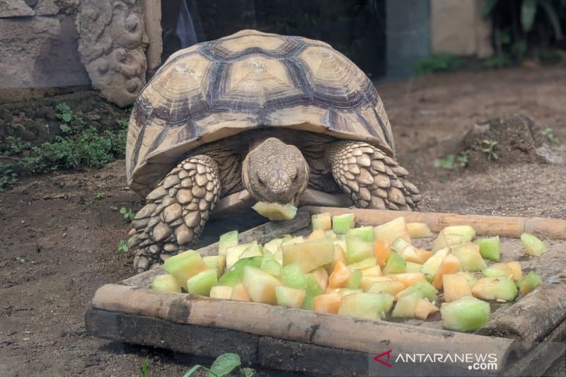 Bali zoo