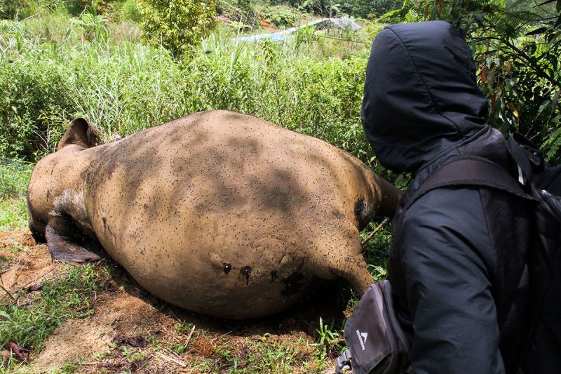 Aktor Chicco Datangi Polda Riau Minta Pengusutan Kematian Gajah Rahman
