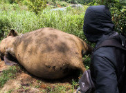 Aktor Chicco Datangi Polda Riau Minta Pengusutan Kematian Gajah Rahman