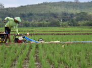 Papua Barat Targetkan Produksi Beras 120 Ribu Ton