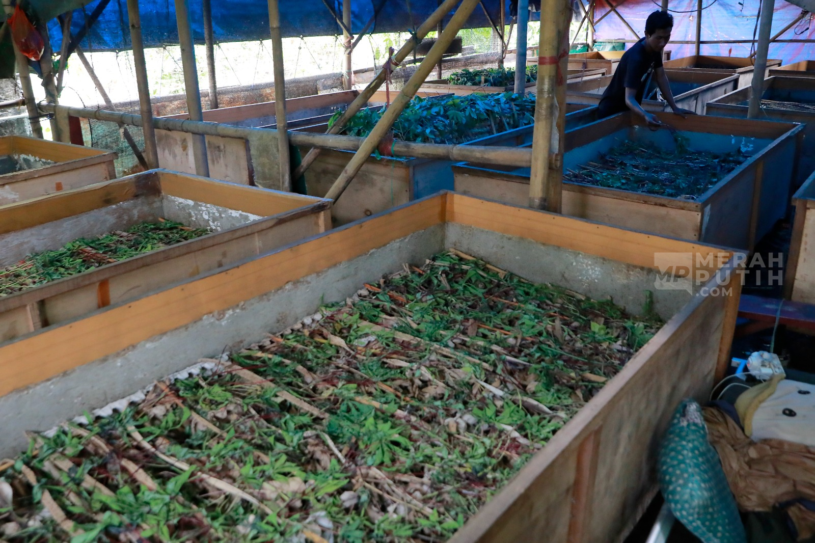 Budidaya Jangkrik Jadi Komoditas Unggulan Koperasi Desa Merah Putih di Bojongsari Depok