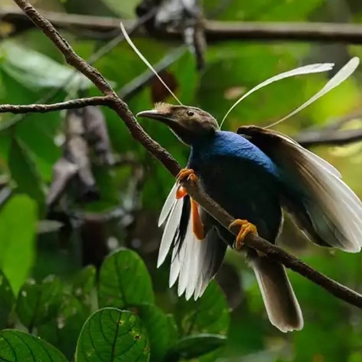 (Trivia 3) Burung bidadari salah satu fauna endemik di Pulau Halmahera, Provinsi Maluku Utara (Foto instagram.com/ardana_bisnis)