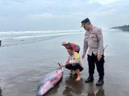 Paus Sperma Terdampar di Bali, Diarahkan ke Laut Balik Lagi Akhirnya Dibawa ke Markas JSI 