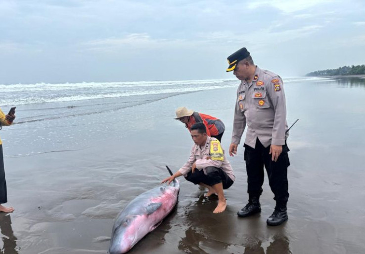 Paus Sperma Terdampar di Bali, Diarahkan ke Laut Balik Lagi Akhirnya Dibawa ke Markas JSI 