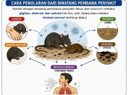 Kasus Hantavirus Terdeteksi di Indonesia, Kemenkes Minta Masyarakat Tetap Waspada
