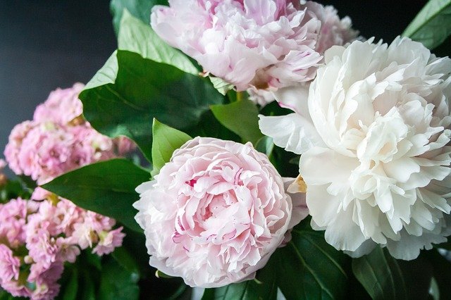 Peony melambangkan kehidupan pernikahan yang harmonis. (Foto pixabay/Nile)
