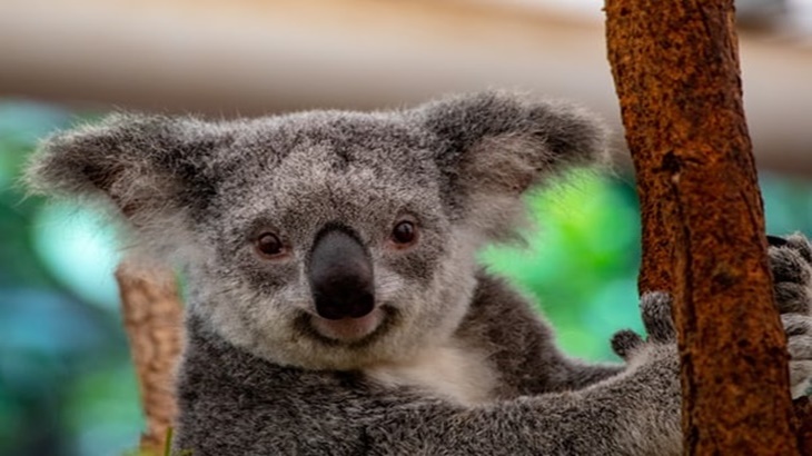 Koala Australia Terancam Punah pada 2050 