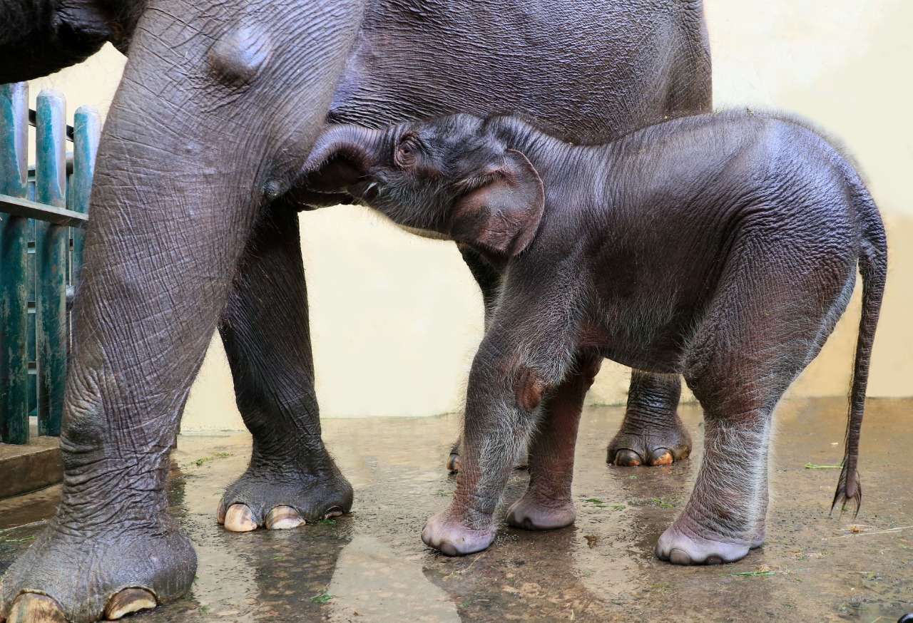 Bayi gajah ini bernama Covid (Foto: Taman Safari)