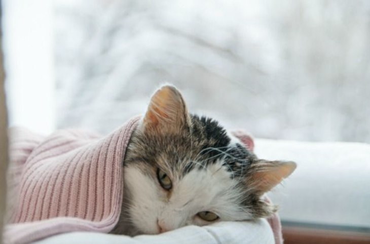 kucing