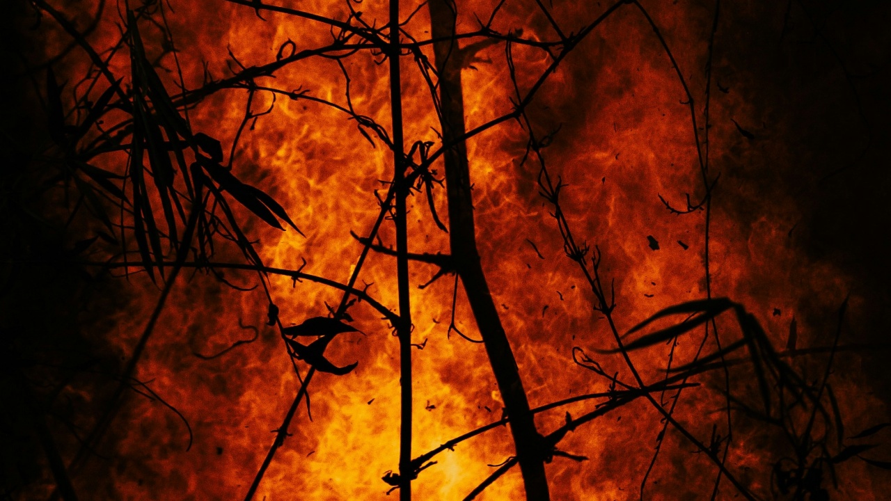 Kebakaran di Kalimantan Ancam Kehidupan Satwa Liar, Trenggiling Ditemukan Hangus Terbakar