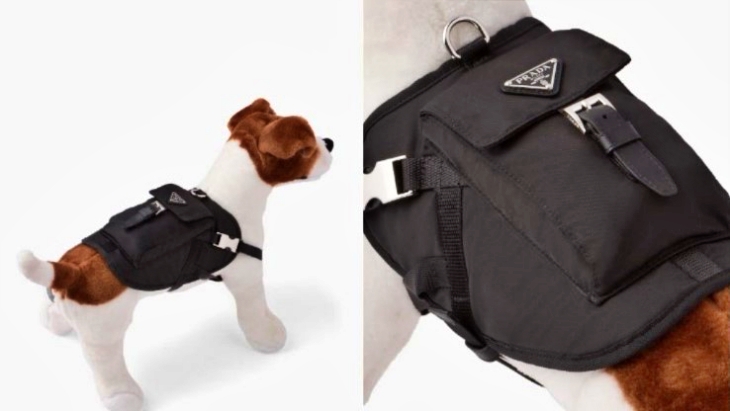 Prada Luncurkan Jaket Kece untuk Anjing