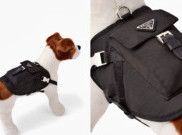 Prada Luncurkan Jaket Kece untuk Anjing