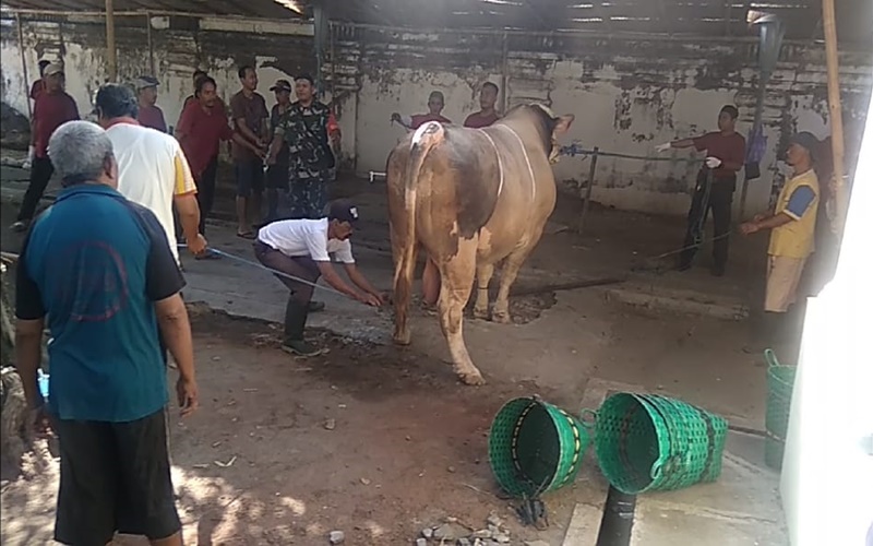 Sapi milik Presiden Jokowi mengamuk saat hendak disembelih 