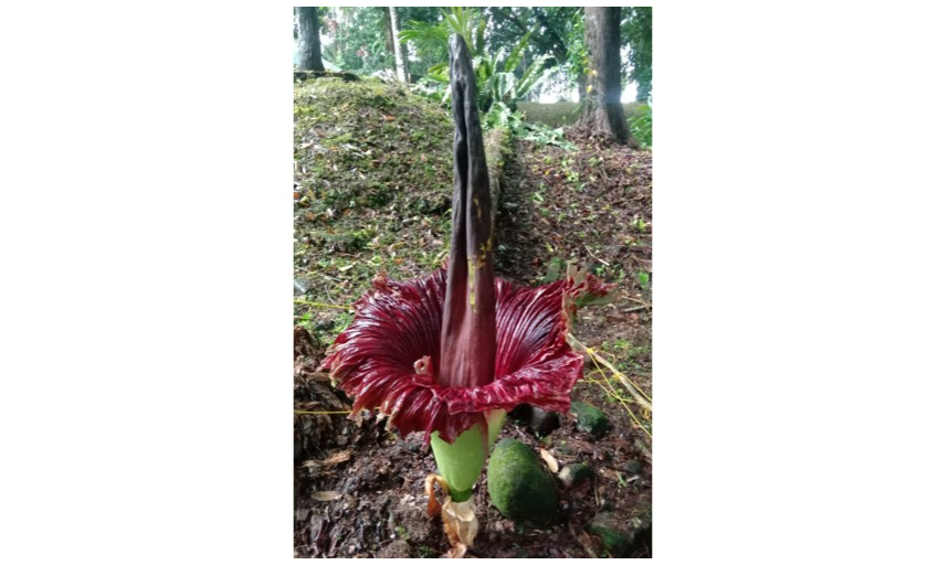 penyebab aroma busuk bunga bangkai