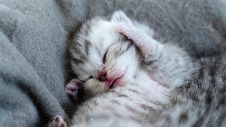 Waktu Tepat Menyapih Anak Kucing