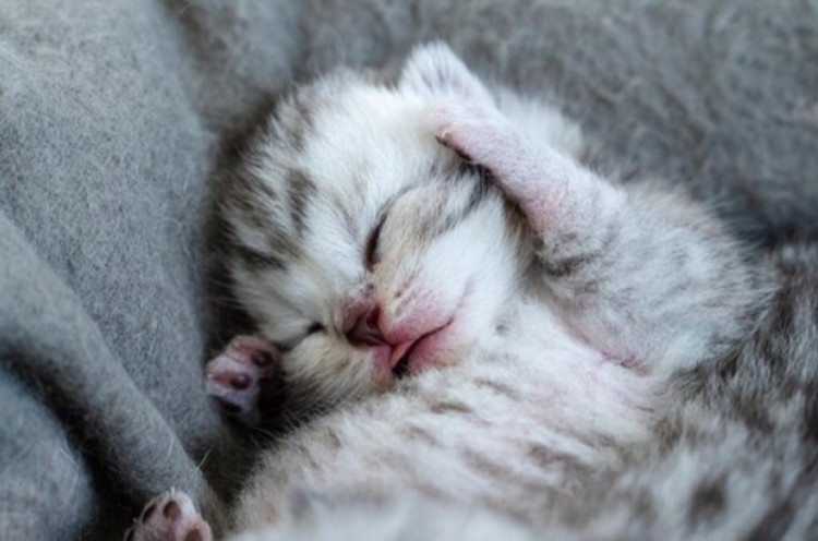 Mengapa Kucing Banyak Tidur?