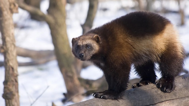 Wolverine kembali Terlihat di Alam