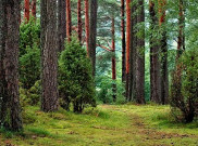 Nyasar di hutan? Jangan Khawatir, Pahami Lingkungan