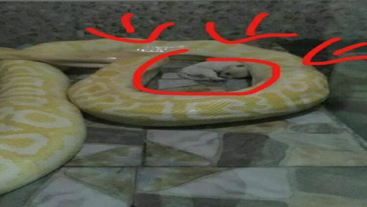 Kebun Binatang Ini Beri Makan Ular Piton dengan Anak Anjing Hidup