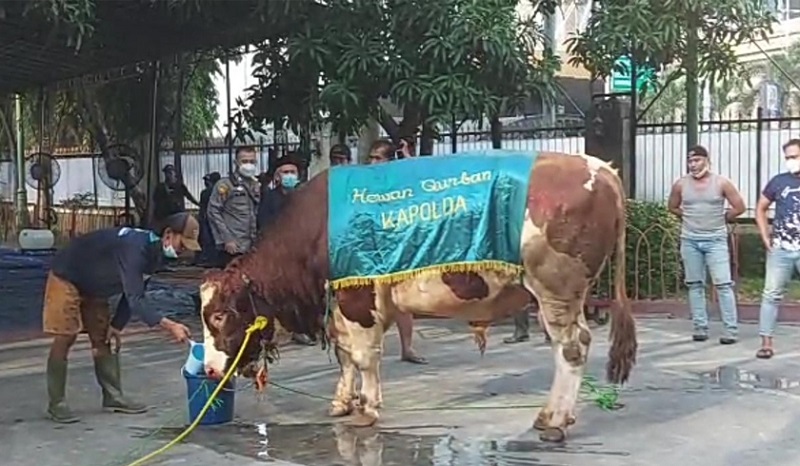 Celengan Kurban Polda Metro Jaya Berhasil Kumpulkan 256 Sapi dan 280 Kambing