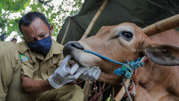 Jelang Idul Adha, DKP Kota Tangerang Periksa Kesehatan Hewan Kurban
