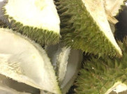 Perban Antibakteri dari Kulit Durian