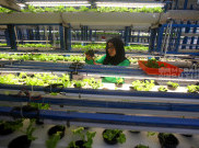 Menilik Budidaya Sayur Hidroponik di Ladang Farm Cilandak Jakarta