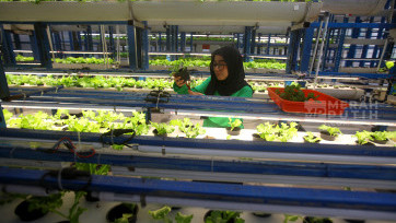 Menilik Budidaya Sayur Hidroponik di Ladang Farm Cilandak Jakarta
