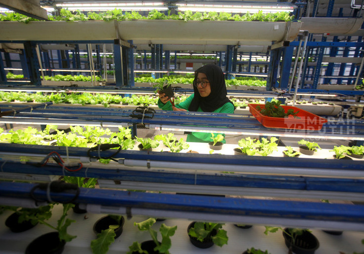 Menilik Budidaya Sayur Hidroponik di Ladang Farm Cilandak Jakarta