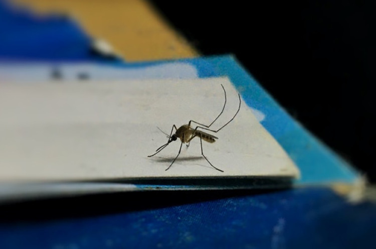 Warga Bandung Ternak Nyamuk untuk Melawan Penyakit Demam Berdarah