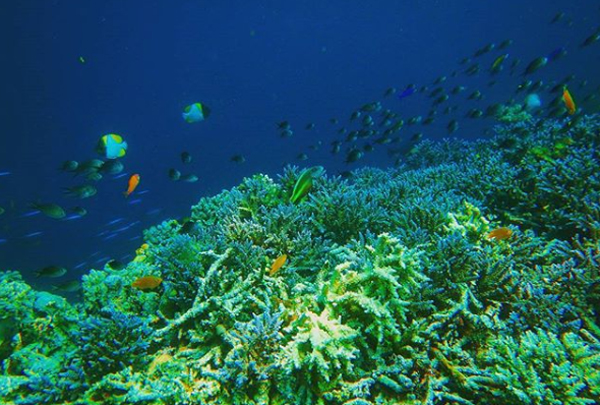 terumbu karang pulau maratua