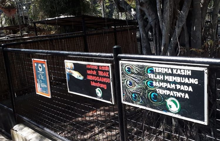 Taman Satwa Cikembulan: Ayam dan Merpati Sudah Habis Dikasihkan ke Harimau