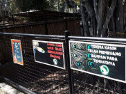 Taman Satwa Cikembulan: Ayam dan Merpati Sudah Habis Dikasihkan ke Harimau
