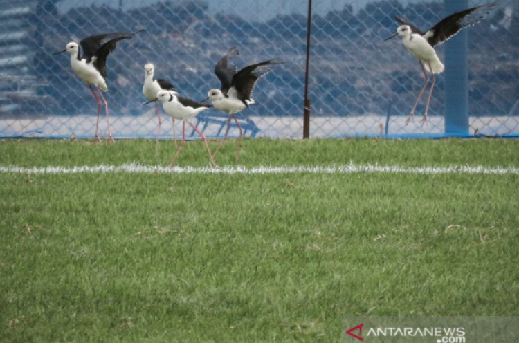 Pemprov DKI Manfaatkan Burung Kaki Bayam Rawat Lapangan Latih JIS