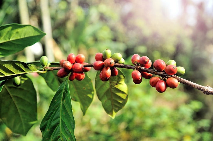 Kopi Sajang ditanam di bawah 1.000 mdpl. (Foto: Pixabay/tristantan)