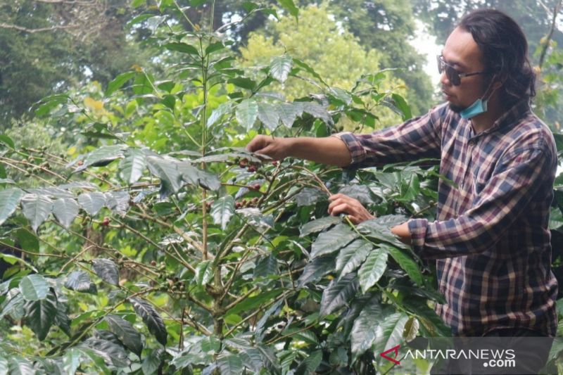 Di World Specialty Coffee, Jepang Janji Impor Lebih Banyak Varietas Kopi Indonesia