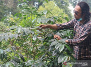 Di World Specialty Coffee, Jepang Janji Impor Lebih Banyak Varietas Kopi Indonesia