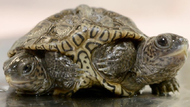Bayi Penyu Diamondback Terrapin Langka Ini Punya 2 Kepala dan 6 Kaki
