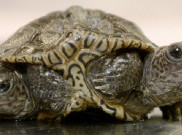 Bayi Penyu Diamondback Terrapin Langka Ini Punya 2 Kepala dan 6 Kaki