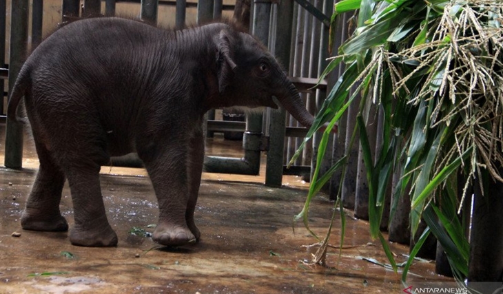 Ilustrasi - Seekor bayi gajah sumatera (Elephas maximus sumatrensis) di kandang Taman Safari Prigen, Pasuruan. ANTARA FOTO/Umarul Faruq/wsj.