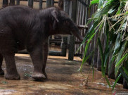 Kebun Binatang Tertua di Jepang Sambut Kelahiran Bayi Gajah Pertama