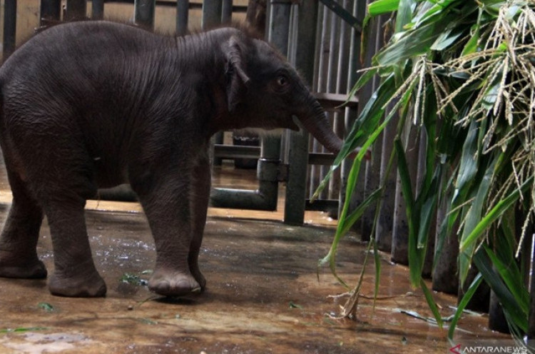 Kebun Binatang Tertua di Jepang Sambut Kelahiran Bayi Gajah Pertama