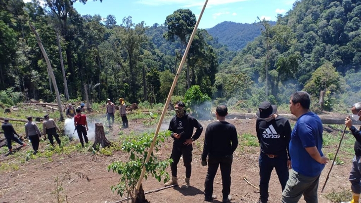 Ladang Ganja di Aceh Senilai Rp 842 Miliar Dihancurkan