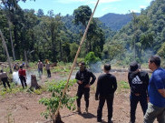 Ladang Ganja di Aceh Senilai Rp 842 Miliar Dihancurkan